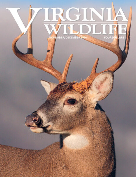 November-December 2024 Virginia Wildlife Magazine cover image
